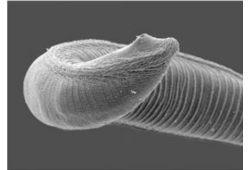 Nematode of the Meloidogyne genus