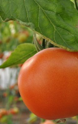 tomato-landscape